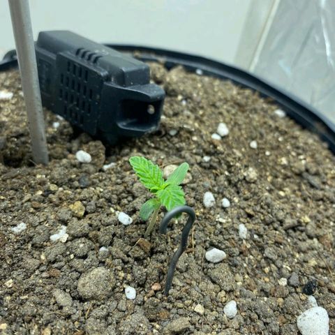 Lemon haze growlog timeline photo