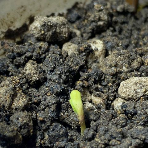 Lemon haze growlog timeline photo