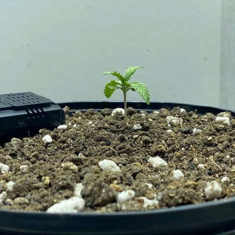 Lemon haze growlog timeline photo