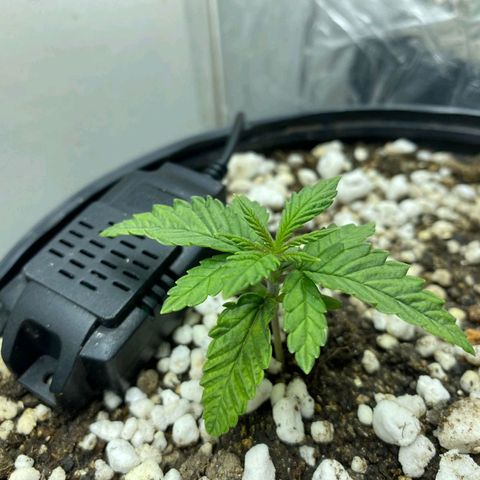 Lemon haze growlog timeline photo