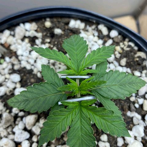 Lemon haze growlog photo: Teste de amarras.