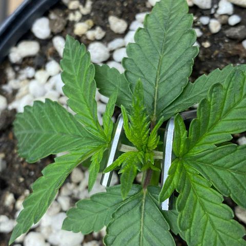 Lemon haze growlog photo: Teste de amarras.