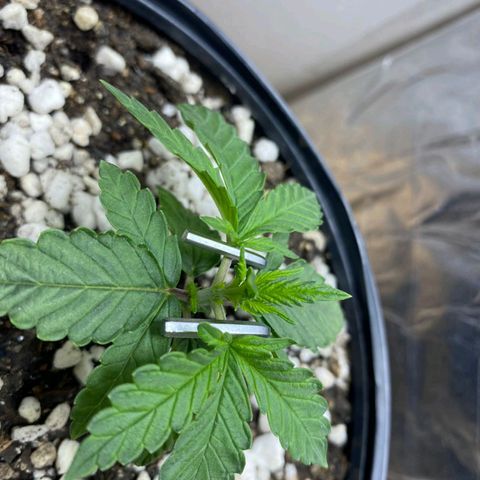 Lemon haze growlog timeline photo