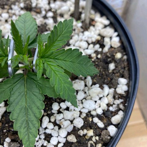 Lemon haze growlog photo: Teste de amarras.