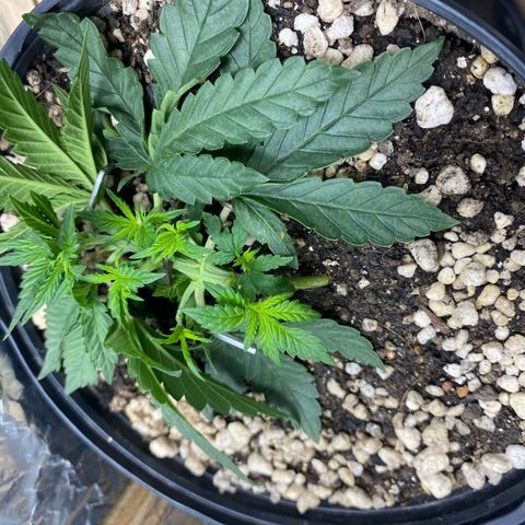 Lemon haze growlog timeline photo
