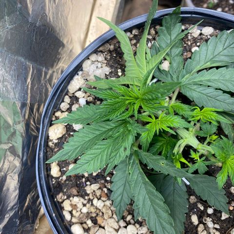 Lemon haze growlog timeline photo