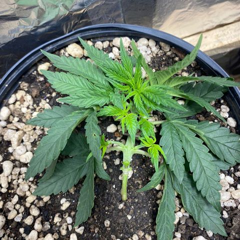 Lemon haze growlog timeline photo