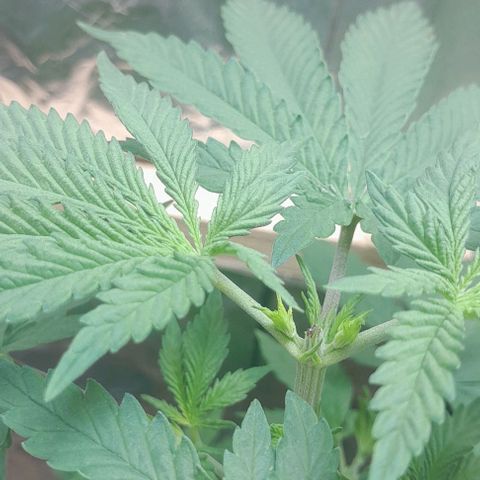 Genética desconhecida growlog timeline photo