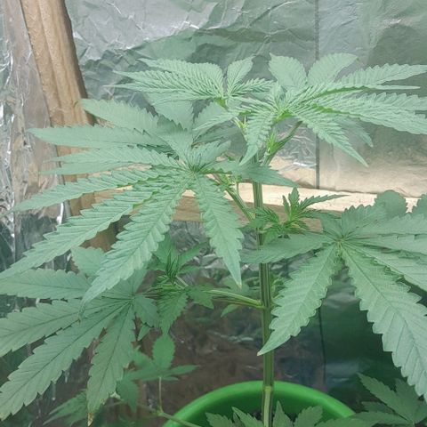 Genética desconhecida growlog timeline photo