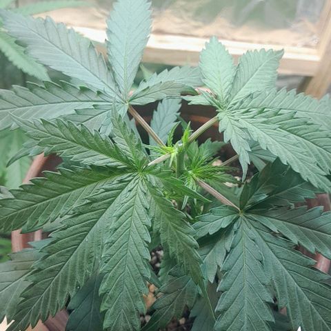 24k growlog timeline photo