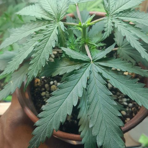 24k growlog timeline photo