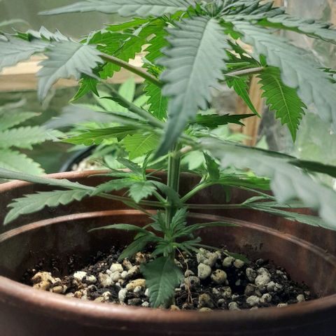 24k growlog timeline photo
