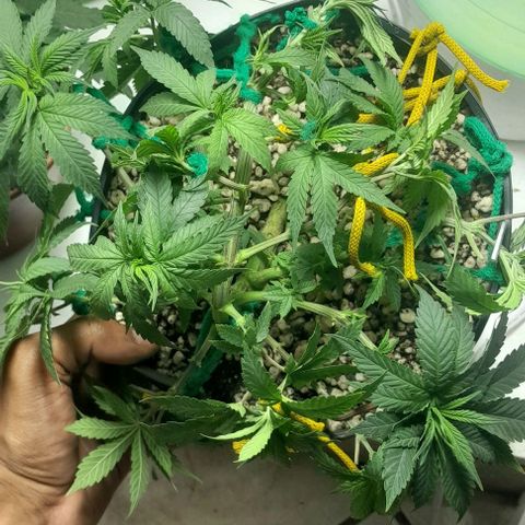 Lemon haze growlog timeline photo