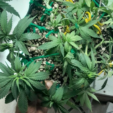 Lemon haze growlog timeline photo