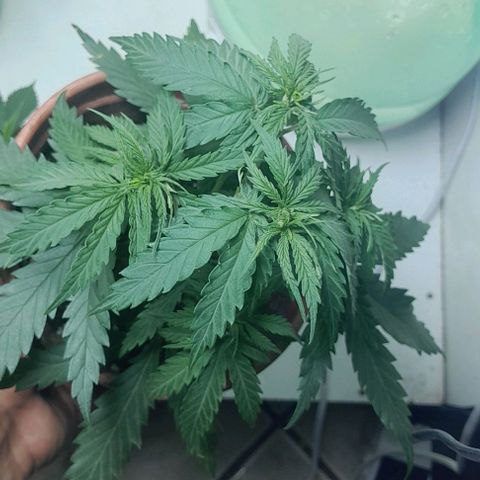 24k growlog timeline photo