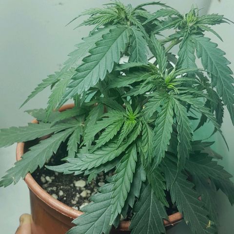 24k growlog timeline photo