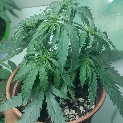 24k growlog timeline photo