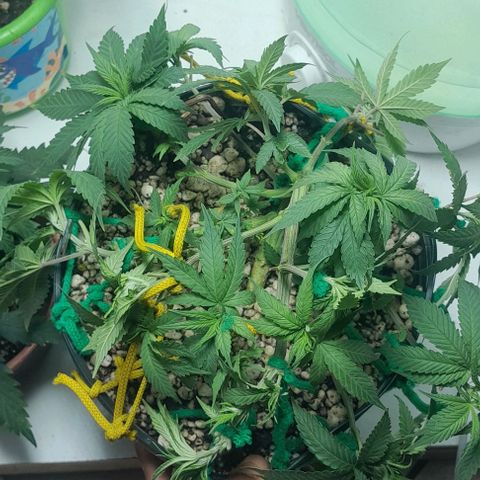 Lemon haze growlog timeline photo
