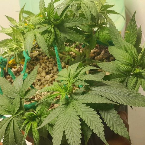 Lemon haze growlog timeline photo