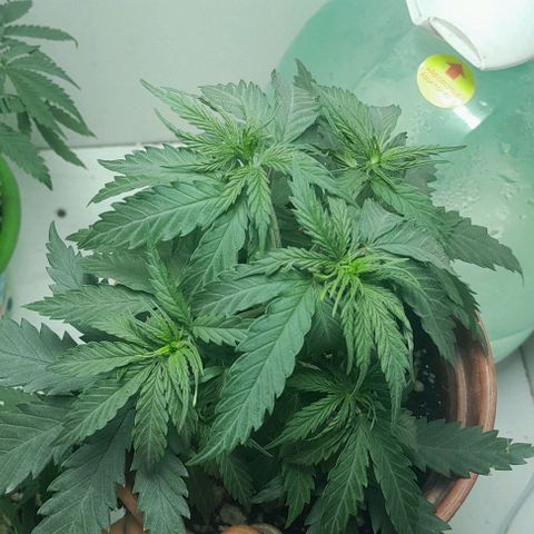 24k growlog timeline photo
