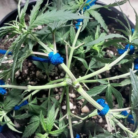 24k growlog timeline photo