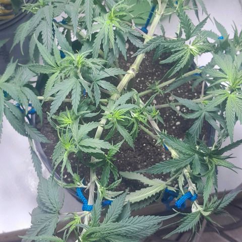 24k growlog photo: Podas feitas