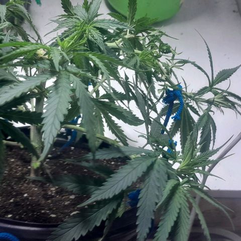 24k growlog photo: Podas feitas