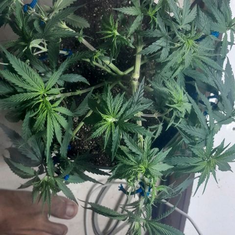 24k growlog photo: Podas feitas
