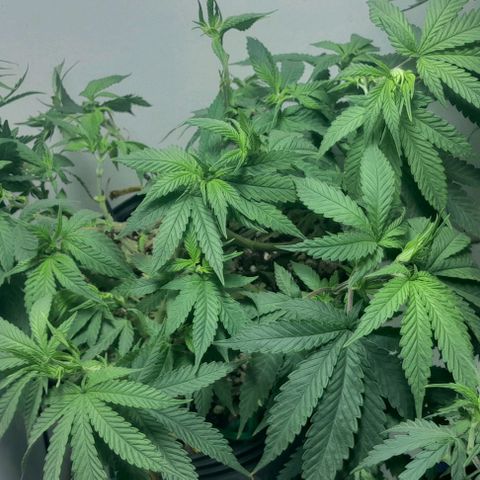 Lemon haze growlog timeline photo