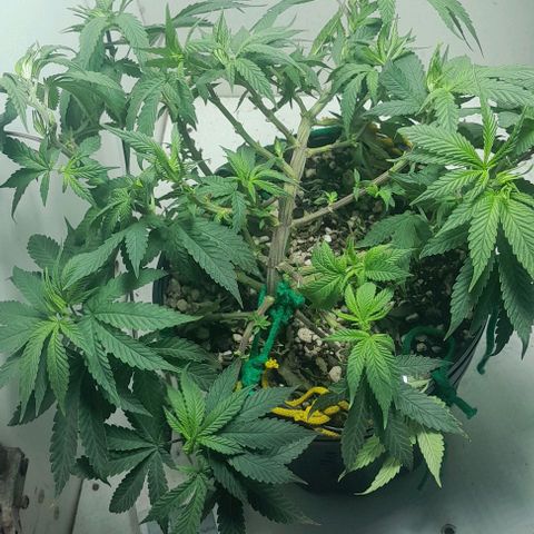 Lemon haze growlog timeline photo