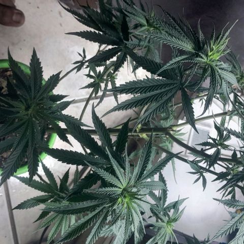 Genética desconhecida growlog timeline photo