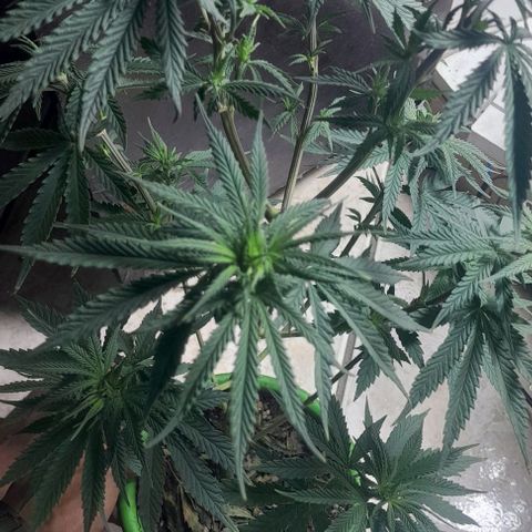 Genética desconhecida growlog timeline photo