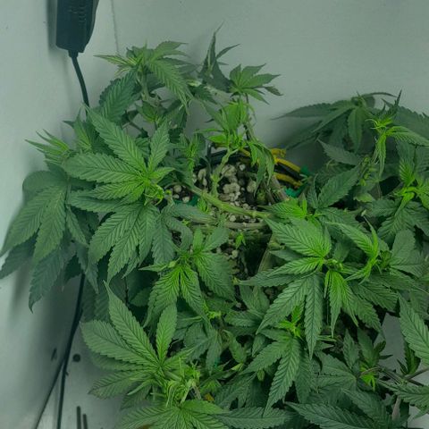 Lemon haze growlog timeline photo