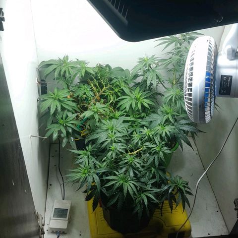 Genética desconhecida growlog photo: Antiga pragas aplicado