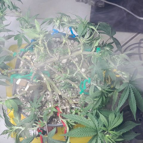 Lemon haze growlog photo: Lst pra floração 