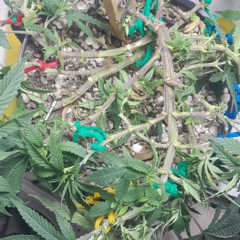 Lemon haze growlog photo: Lst pra floração 
