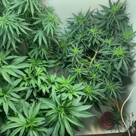 Genética desconhecida growlog timeline photo
