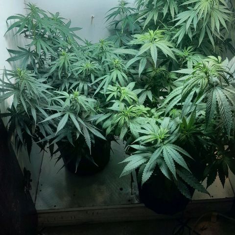 Genética desconhecida growlog timeline photo