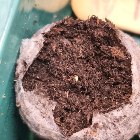 Foto del growlog de The Hive (#1, #2, #3 y #4) : #1 top left, #2 top right, #3 bottom left coming out: 10:49 P.M., by tomorrow they should be at day 1 seedling