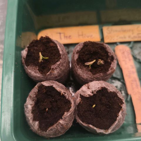 Foto del growlog de The Hive (#1, #2, #3 y #4) : The Hive #1, #2, #3 y #4 ya germinando y en su día #1 de vida como plantula.
10:54 a.m.