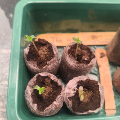 Foto del growlog de The Hive (#1, #2, #3 y #4) : The hive #1, #2, #3 y #4 post riego (2.4mL con micorrizas MSO) en orden de arriba-izq, arriba-der, abajo-izq, abajo-der.

La #4 nació con una torción extraña, solo como nota, la #2 también la tenía ayer pero se recuperó. 