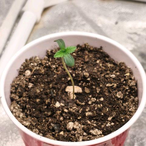 Foto del growlog de The Hive (#1, #2, #3 y #4) : The Hive #1, #2, #3 y #4 post-riego con micorrizas y fulvicos. 