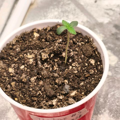 Foto del growlog de The Hive (#1, #2, #3 y #4) : The Hive #1, #2, #3 y #4 post-riego con micorrizas y fulvicos. 