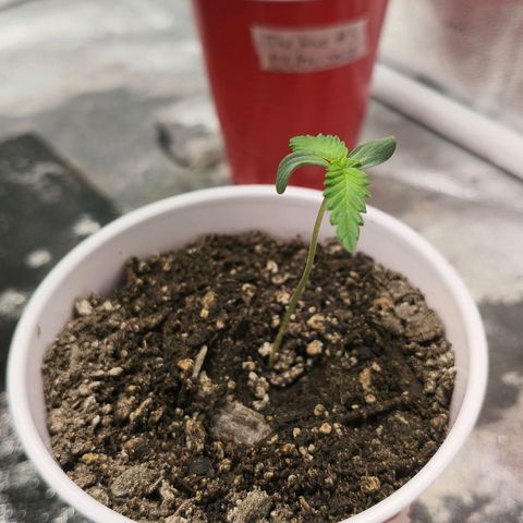 Foto del growlog de The Hive (#1, #2, #3 y #4) : Hives 🌱🫰🏻 
