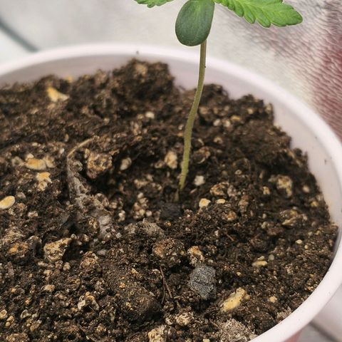 Foto del growlog de The Hive (#1, #2, #3 y #4) : Hives 🌱🫰🏻 