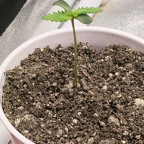 Foto del growlog de The Hive (#1, #2, #3 y #4) : Hives 🌱🫰🏻 