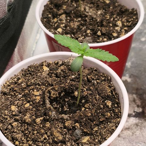 Foto del growlog de The Hive (#1, #2, #3 y #4) : The Hive #1-#4