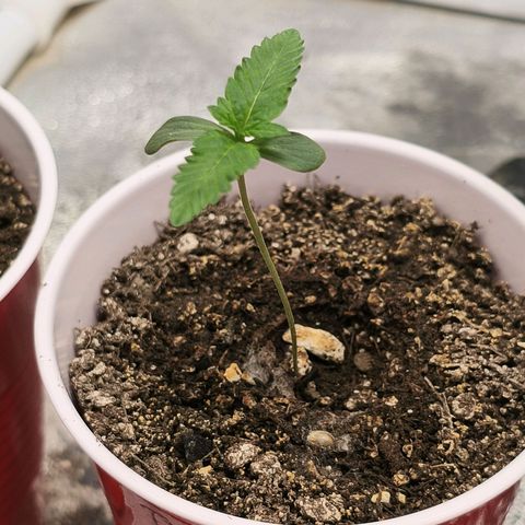 Foto del growlog de The Hive (#1, #2, #3 y #4) : The Hive #1-#4