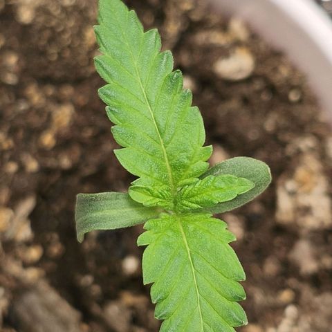 Foto del growlog de The Hive (#1, #2, #3 y #4) : The Hive #1-#4