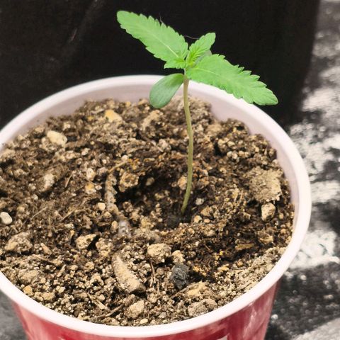 Foto del growlog de The Hive (#1, #2, #3 y #4) : Hives, primer set de hojas verdaderas ya viene, 3 foliolos. 